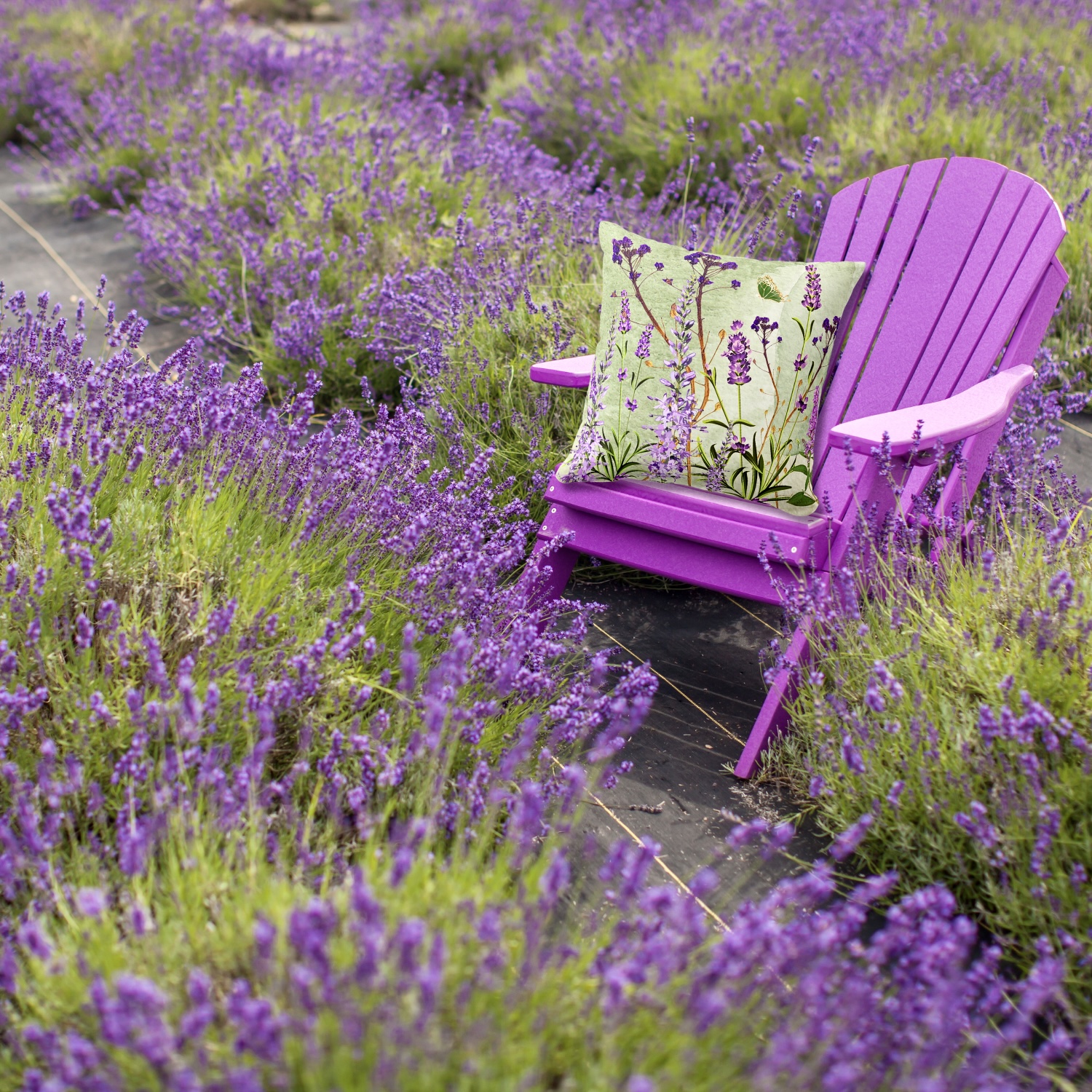 Landscape view in a lavender field, of a rustic floral throw pillow featuring beautiful violet lavender blooms. The pillow is adorned with an inspirational message that says, "Unveil the magic of a new day and new beginnings." The vibrant colors of the blooms and the intricate floral design create a visually stunning piece. This throw pillow adds warmth and charm to any space, making it a perfect addition to your home decor. Embrace the positive vibes and beauty with this rustic floral throw pillow.